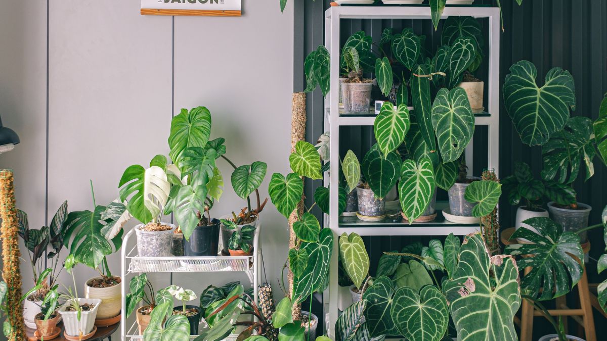 As Melhores Plantas para Apartamentos.
