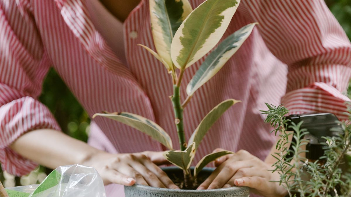 Plantas Dentro de Casa : Guia para Iniciantes