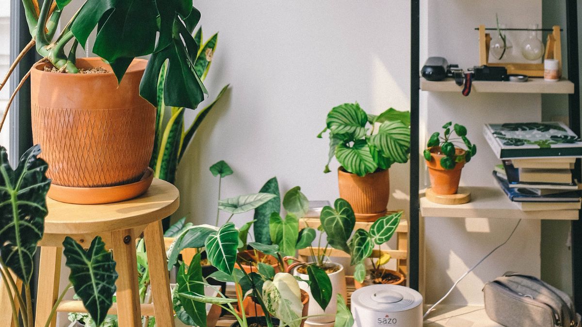 Plantas Purificadoras de Ar: Como Melhorar a Qualidade do Ar