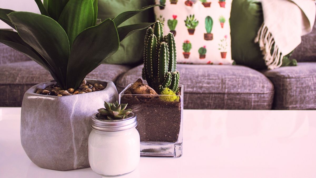 Como Cuidar de Suculentas e Cactos no Apartamento
