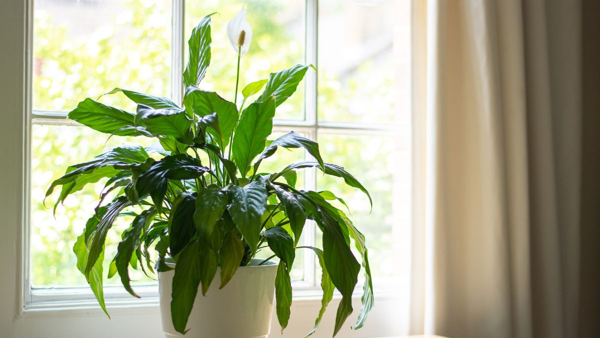 Lírio da Paz: Como Cultivar em Ambientes Internos com Pouca Luz