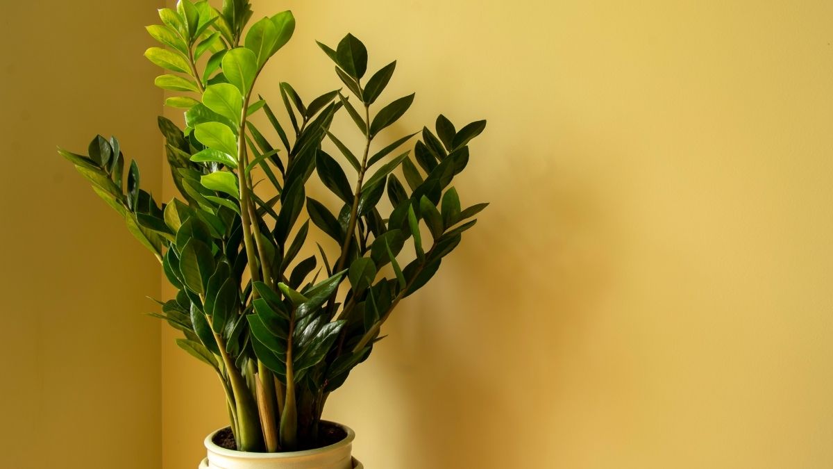 Zamioculca no Apê: Como Manter essa Planta Sempre Bonita