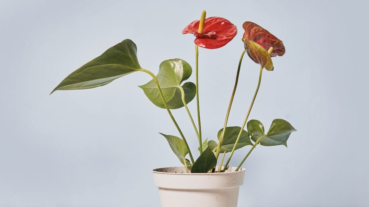 Antúrio em Apartamento: Como Garantir Flores o Ano Todo