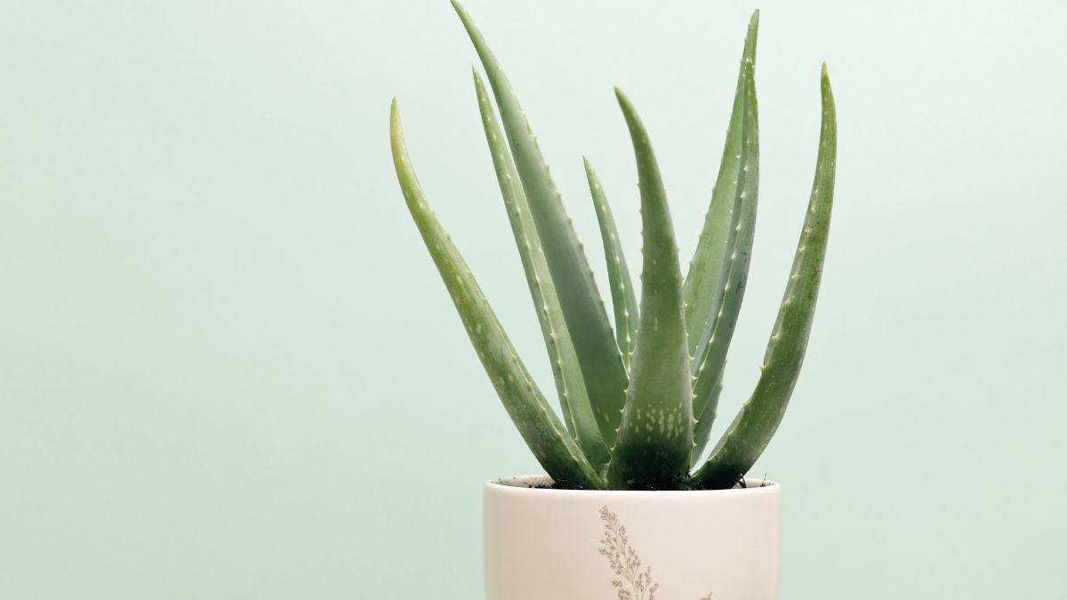 Babosa no Apartamento: Como Plantar, Cuidar e Usar no Dia a Dia