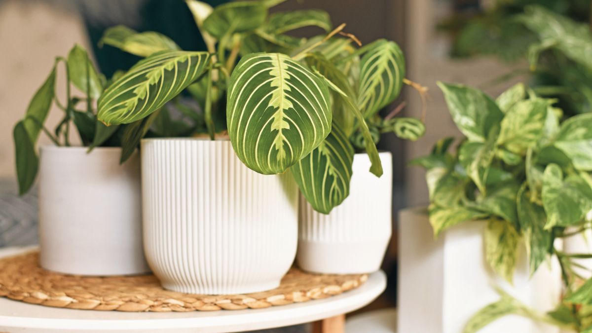 Como Cuidar de Maranta: Dicas para Cultivar e Decorar