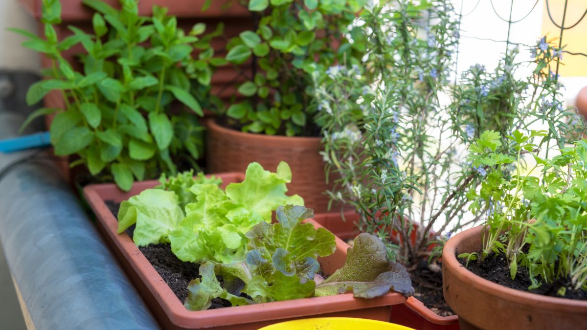Horta Compacta para Apartamento: Cultive Temperos e Verduras