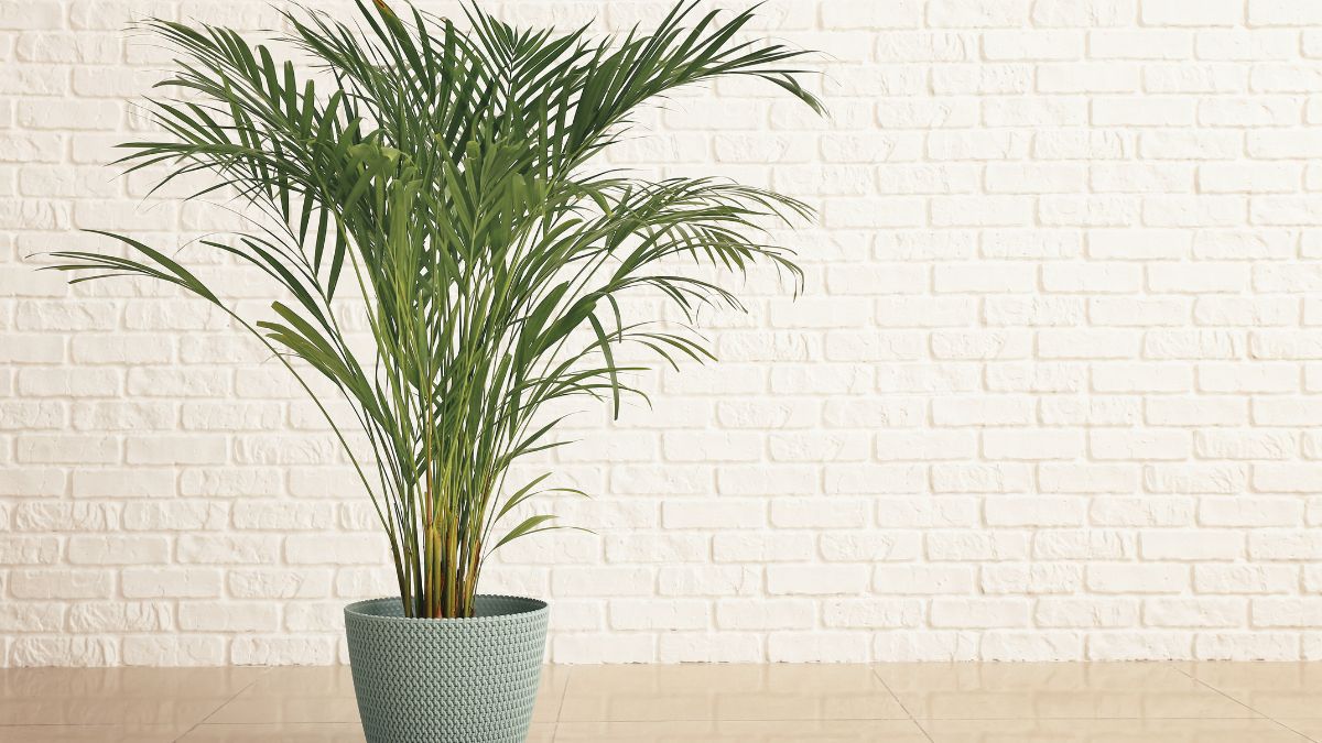 Palmeira-Ráfis: Um Toque de Natureza com Sofisticação